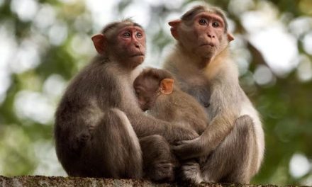 A village where monkeys own several acres of land