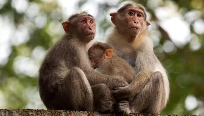 A village where monkeys own several acres of land