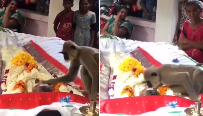 The monkey, saddened by the death of the cannibal, continued to pick up the dead