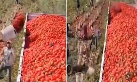Labor skill, unique method of putting tomatoes in the truck