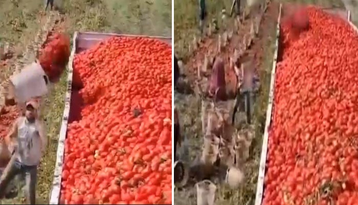 Labor skill, unique method of putting tomatoes in the truck