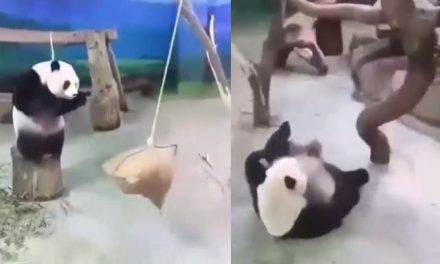 The panda fell down trying to swing