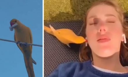 A video of a parrot taking out an earbud from a woman’s ear and flying has gone viral