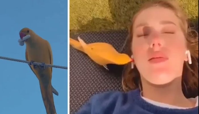 A video of a parrot taking out an earbud from a woman’s ear and flying has gone viral