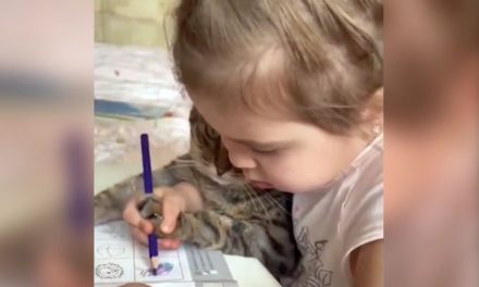 A video of a girl coloring a pet cat in a picture has gone viral