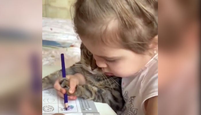 A video of a girl coloring a pet cat in a picture has gone viral