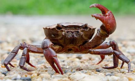 A man who ate a live crab reached the hospital to take revenge on his daughter