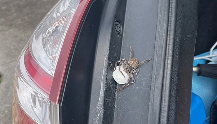 What came out of the trunk of a man’s car that scared him?