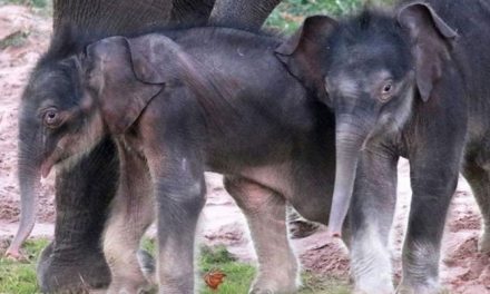 Twin elephants born for the first time in America