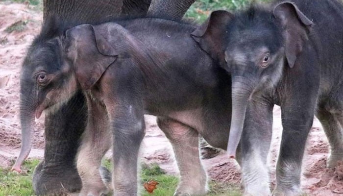 Twin elephants born for the first time in America