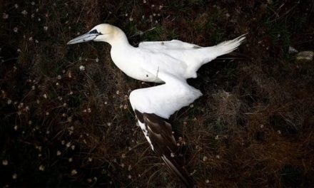 Peru’s first severe bird flu outbreak kills 200 herons