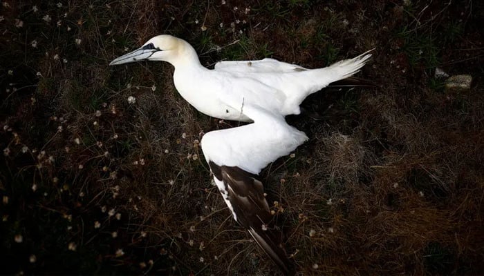 Peru’s first severe bird flu outbreak kills 200 herons