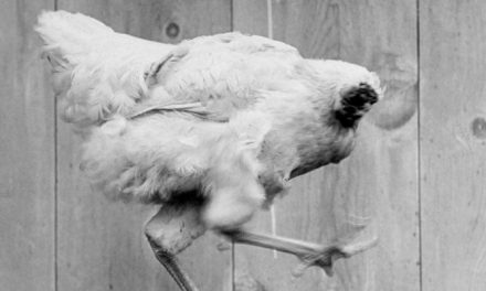 How did the chicken survive for a year despite its head being cut off?