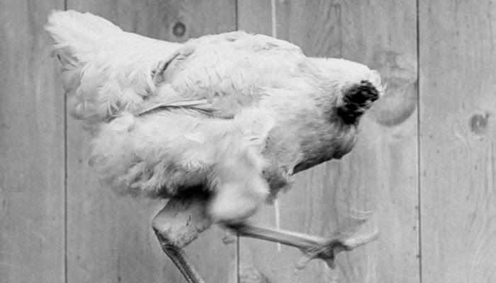 How did the chicken survive for a year despite its head being cut off?