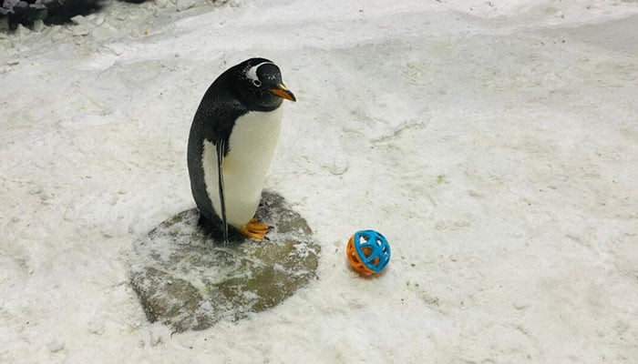 Penguin to accurately predict the winning teams in the FIFA World Cup