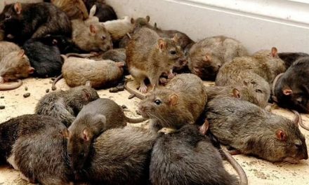 Rats ate 200 kg of cannabis seized from smugglers, police allege