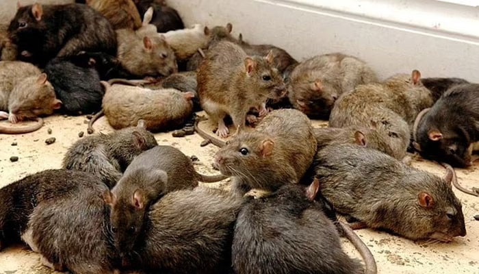 Rats ate 200 kg of cannabis seized from smugglers, police allege