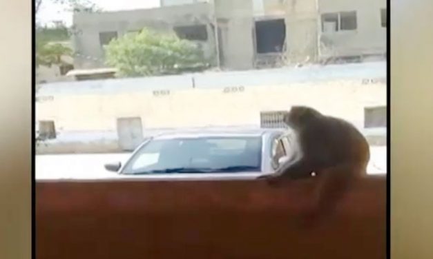 The sudden arrival of a monkey in a public school in Karachi caused chaos