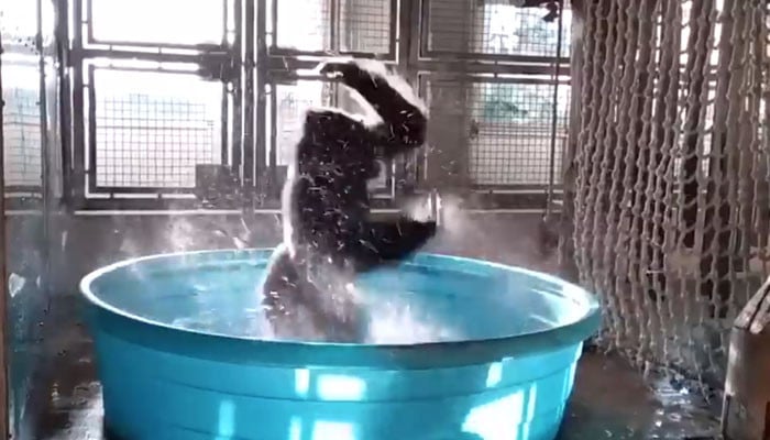 Interesting video of gorilla swinging in masti goes viral