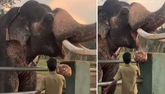 Elephants eating ‘football-sized balls’ for breakfast every day