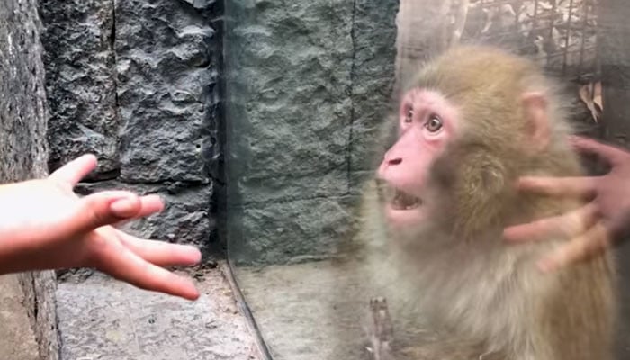 The monkey was stunned to see the magic