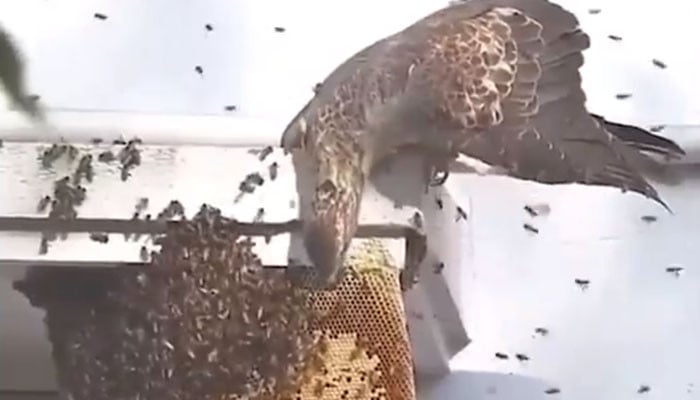 A video of a bird of prey attacking a bee hive and eating honey has gone viral