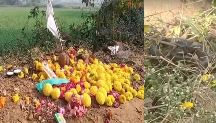 The villagers started worshiping the snake that came out at the same time and place every day