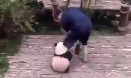 An interesting video of a baby panda getting the attention of its caretaker has gone viral