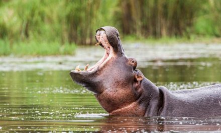 Hippo swallows 2-year-old boy and spits him back alive