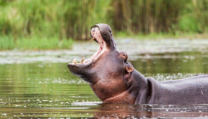 Hippo swallows 2-year-old boy and spits him back alive