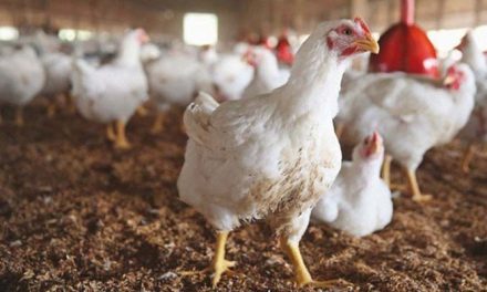 With only a few days of feed remaining, the Poultry Association has warned of a crisis