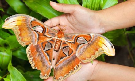 World’s unique butterfly bigger than human hand