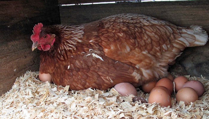 The chicken surprised everyone by laying 31 eggs in one day