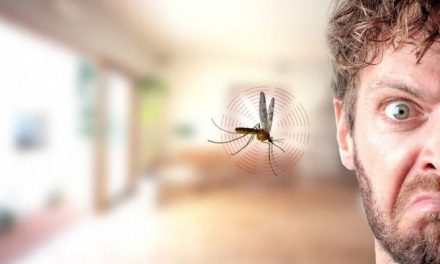 Find out the interesting reason why mosquitoes ‘sing’ near our ears