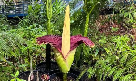 Thousands gather to smell the smelly flower that blooms once in 10 years