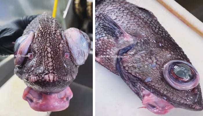 A video of a strange fish with big eyes has gone viral