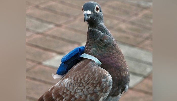 A pigeon trying to smuggle drugs into the prison was caught