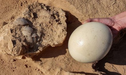 7 and a half thousand year old ostrich eggs discovered in Israel