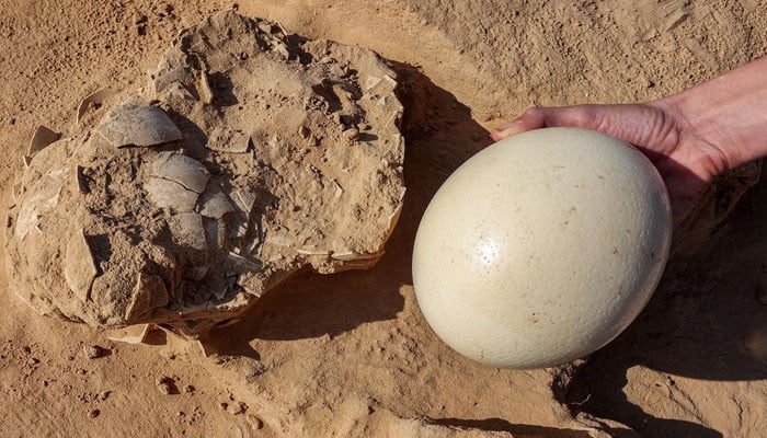 7 and a half thousand year old ostrich eggs discovered in Israel