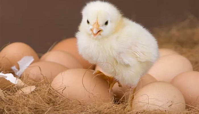 The chicken or the egg came first?  Find out the science answer