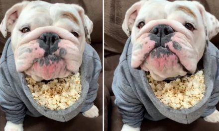 A video of a bulldog eating popcorn has gone viral