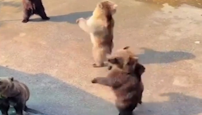 Dhoom of dancing bears, video goes viral