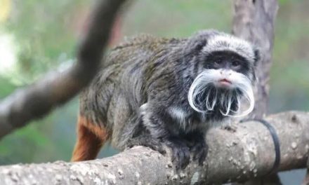Monkeys were stolen from a zoo in America