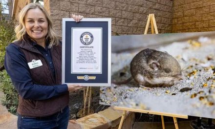 The name of the world’s oldest mouse included in the Guinness Book of World Records