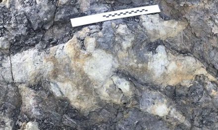 A woman has discovered 160 million-year-old dinosaur footprints