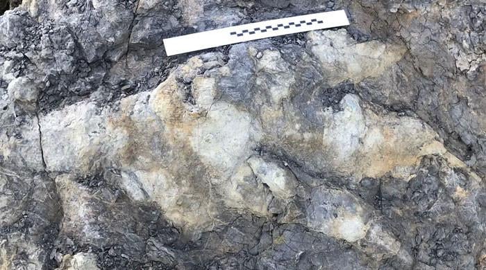 A woman has discovered 160 million-year-old dinosaur footprints