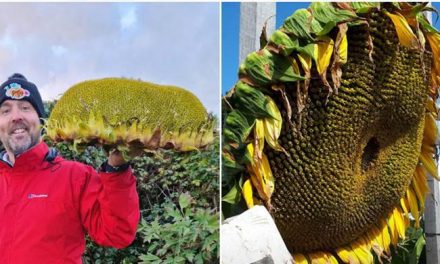 The world’s largest and heaviest sunflower flower set a world record