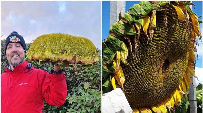 The world’s largest and heaviest sunflower flower set a world record