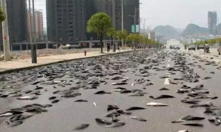 Fish rain from the sky in Australia, citizens are surprised