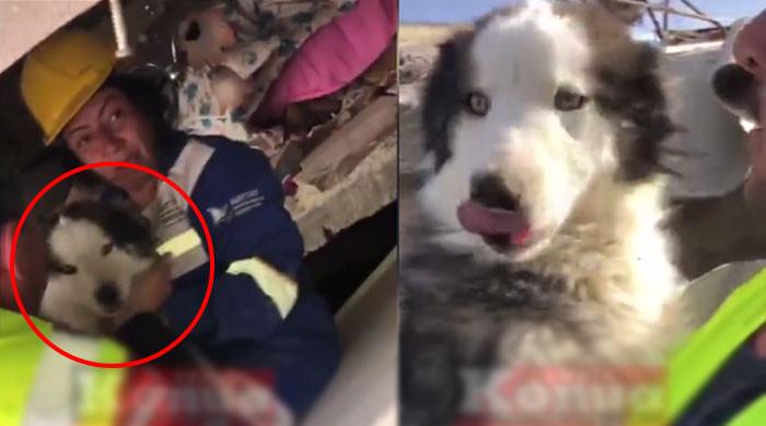 23 days after the earthquake in Turkey, a dog was miraculously pulled alive from the rubble